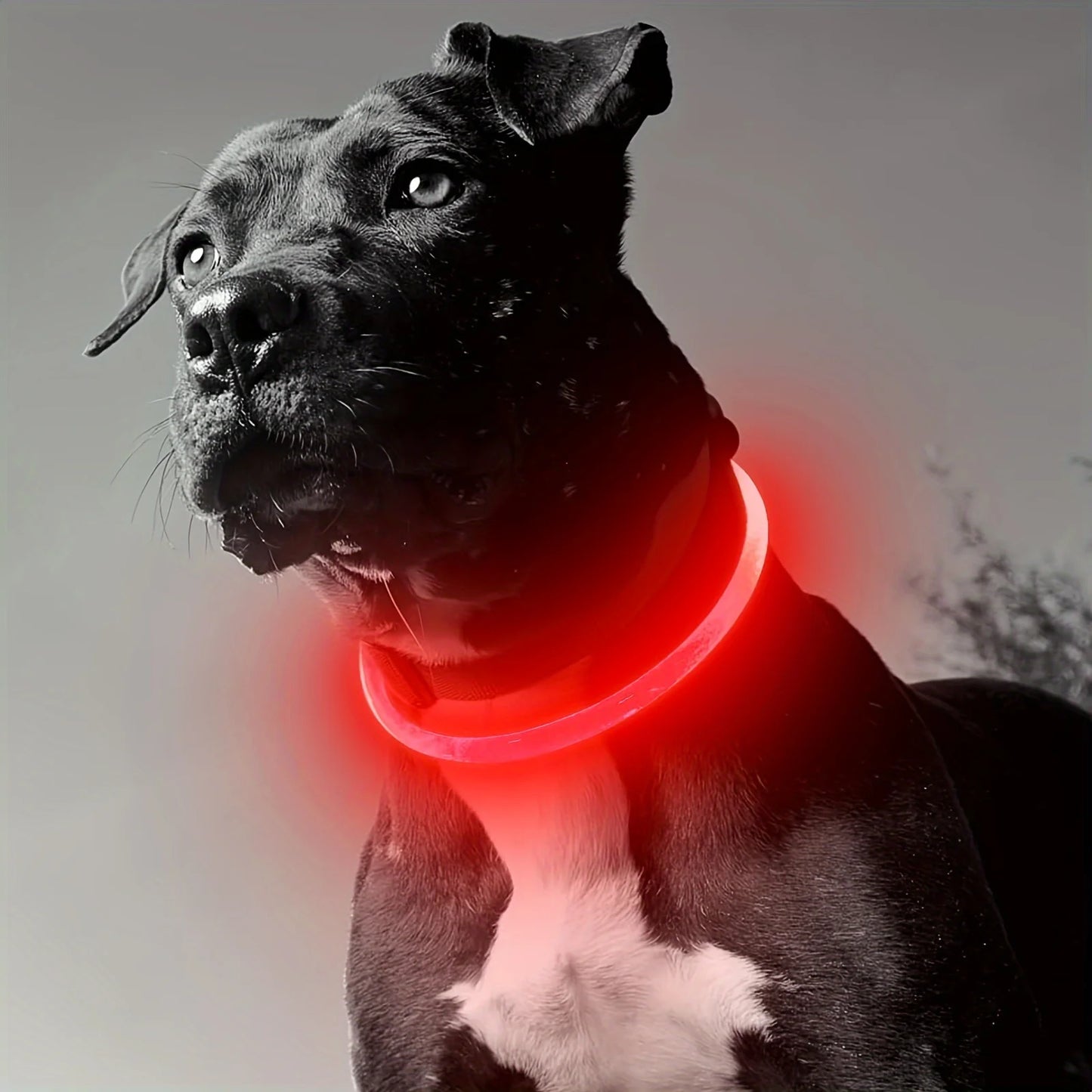 Pet Dog LED Light Collar Luminous Anti-Lost Dog Collar USB Rechargeable Dog Necklace Collar